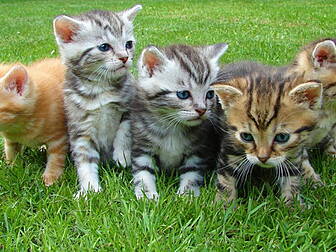 HELP NEEDED: ISPCA Needs Help...